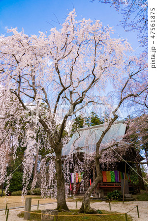 栄福寺のしだれ桜 栄福寺のしだれ桜 47561875