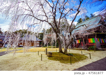 栄福寺のしだれ桜 栄福寺のしだれ桜 47561877