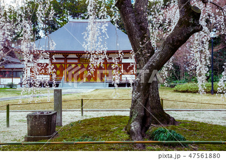 栄福寺のしだれ桜 栄福寺のしだれ桜 47561880