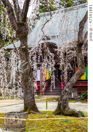 栄福寺のしだれ桜 栄福寺のしだれ桜 47561881