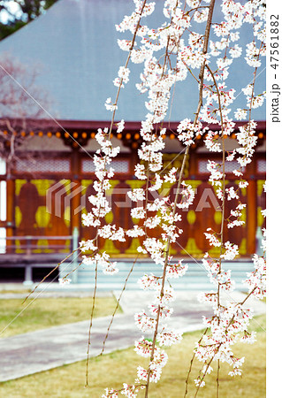 栄福寺のしだれ桜 栄福寺のしだれ桜 47561882
