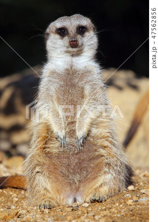 ミーアキャット ミーアキャット 47562856