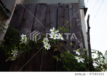 クレマチス 47564101