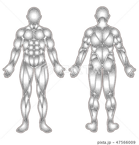 Human body muscles silhouette 47566009