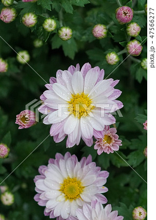 スプレー菊 花言葉は あなたを愛する の写真素材