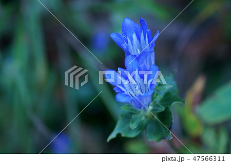 朝熊竜胆 アサマリンドウ 朝熊竜胆 アサマリンドウ 47566311