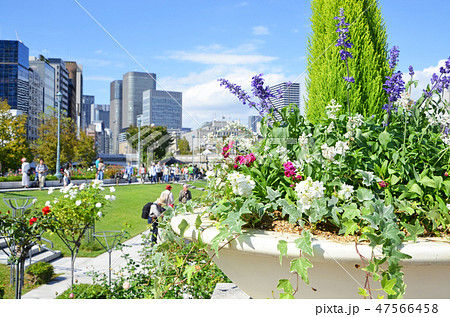大阪 中之島バラ園の風景 大阪 中之島バラ園の風景 47566458