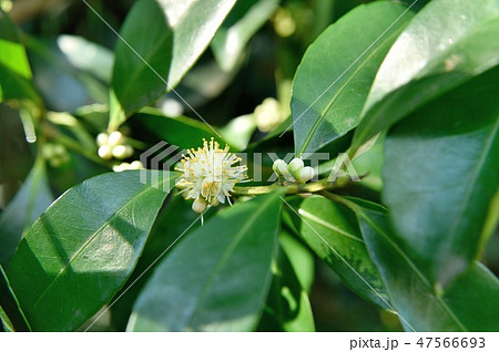 クロキの花 クロキの花 47566693