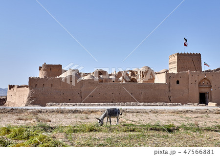 One donkey grazes near ancient Fortress Saryazd 47566881