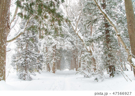 戸隠神社　6 47566927