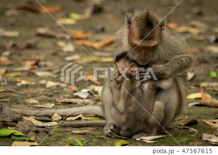 Mother long-tailed macaque grooms baby among leave 47567615