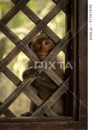 Long-tailed macaque sitting behind wooden trellis Long-tailed macaque sitting behind wooden trellis 47567646