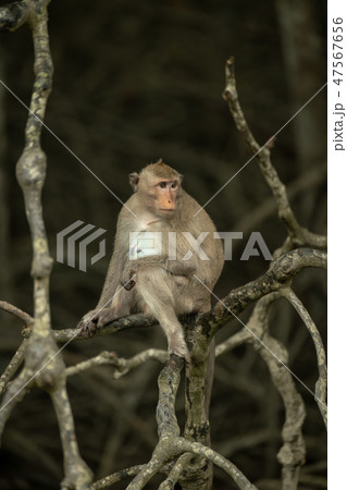Long-tailed macaque sits on tangled dead branches 47567656