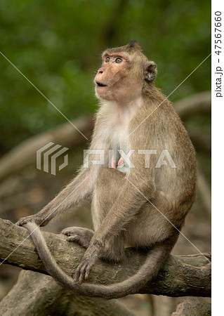 Long-tailed macaque sits on root looking amazed 47567660