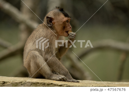 Long-tailed macaque sits nibbling food on wall 47567676