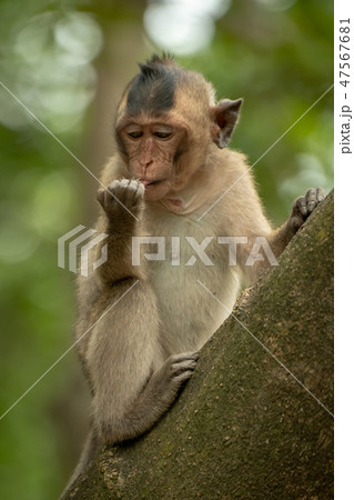 Long-tailed macaque sits licking object in hand Long-tailed macaque sits licking object in hand 47567681