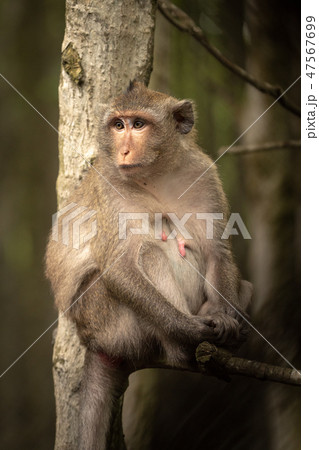 Long-tailed macaque sits in tree looking left 47567699