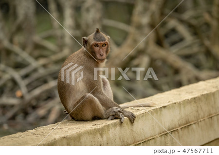 Long-tailed macaque sits facing camera on wall Long-tailed macaque sits facing camera on wall 47567711
