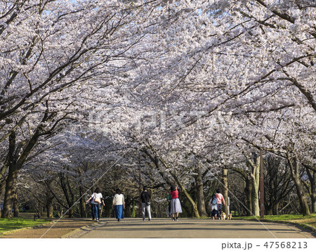 桜のトンネル 47568213