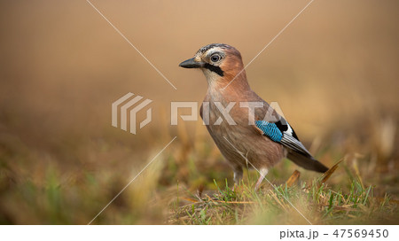 Eurasian Jay on the ground on a sunny winter day with blurred background 47569450