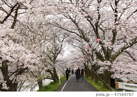 岡山県桜の名所　井原堤 47569767