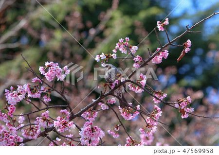桜とヒヨドリの後ろ姿 桜とヒヨドリの後ろ姿 47569958