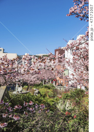 【熱海桜】 【熱海桜】 47571007