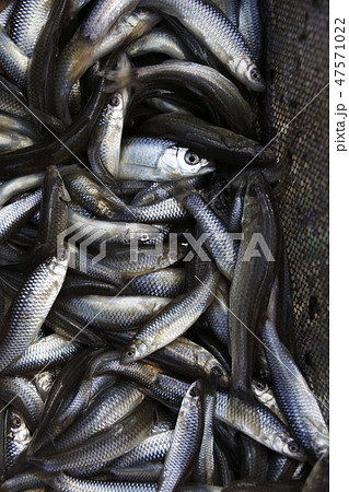 干上がる水から救出した「川魚」 47571022