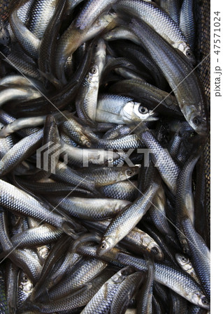 干上がる水から救出した「川魚」 47571024