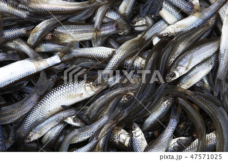 干上がる水から救出した「川魚」 47571025