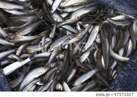 干上がる水から救出した「川魚」 47571027