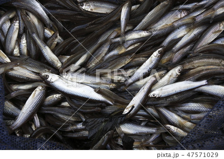 干上がる水から救出した「川魚」 干上がる水から救出した「川魚」 47571029