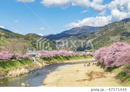 【河津桜 河津町】 【河津桜 河津町】 47571430