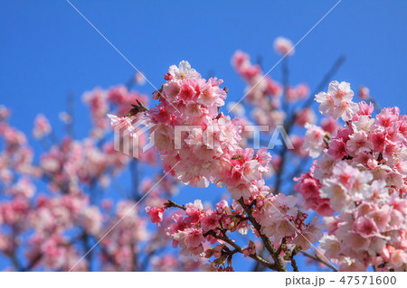 桜 さくら サクラ 47571600