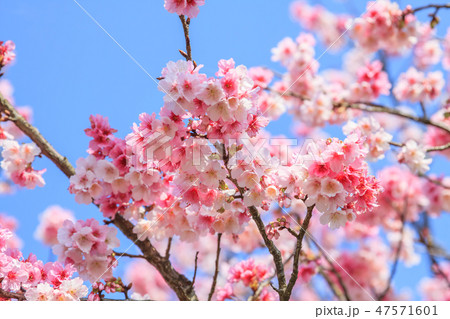 桜 さくら サクラ 47571601
