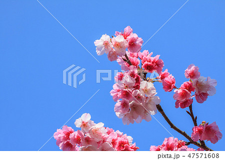 桜 さくら サクラ 47571608