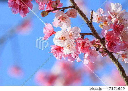 桜 さくら サクラ 47571609