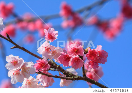 桜 さくら サクラ 47571613