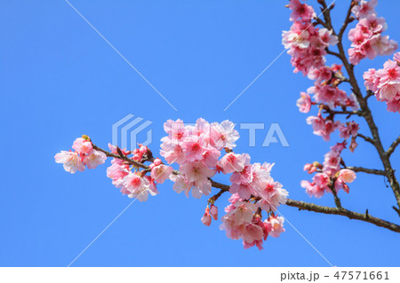 桜 さくら サクラ 47571661