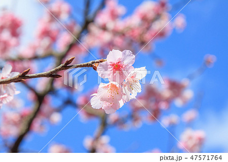 桜 さくら サクラ 47571764