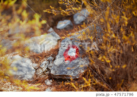 stone, bushes, branches. shallow depth of field stone, bushes, branches. shallow depth of field 47571796