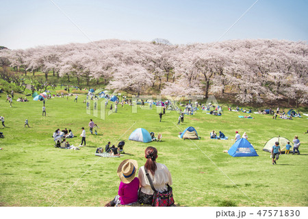 根岸森林公園 染井吉野 の写真素材