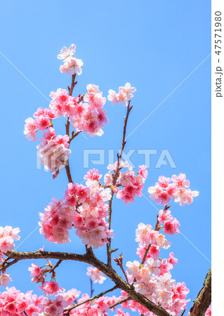 桜 さくら サクラ 47571980
