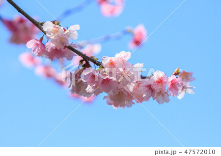 桜 さくら サクラ 47572010