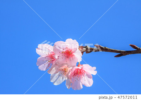 桜 さくら サクラ 47572011
