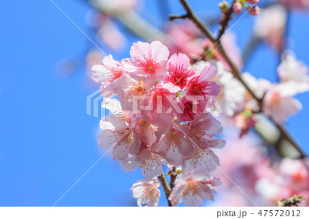 桜 さくら サクラ 47572012