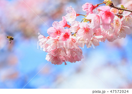 桜 さくら サクラ 47572024