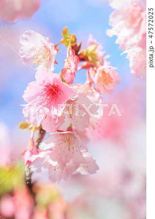 桜 さくら サクラ 47572025