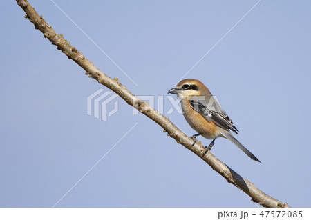 調査用標識を脚につけたモズ 47572085