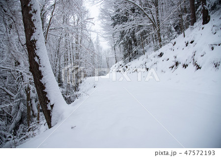 Snow covered trees in the winter forest 47572193